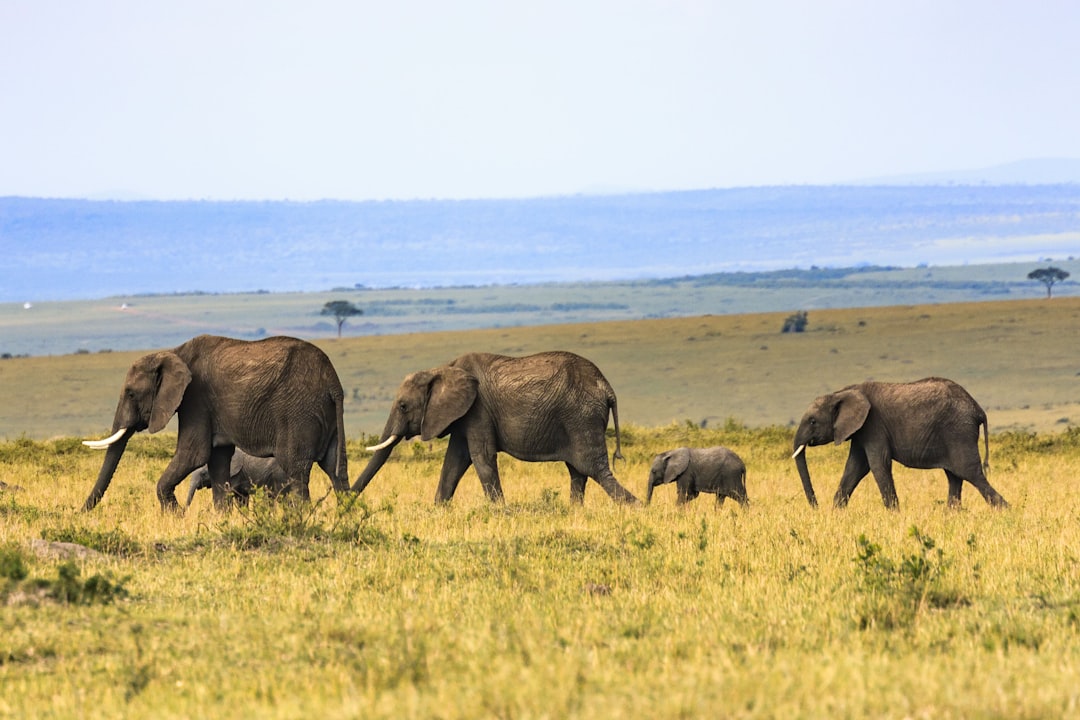 Photo Sponge, Africa